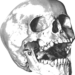 Archeologia - czaszka