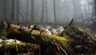 Puszcza Białowieska celem badań... archeologów